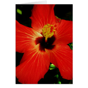 Helle Rot-Orange-Hibiskus-Blume