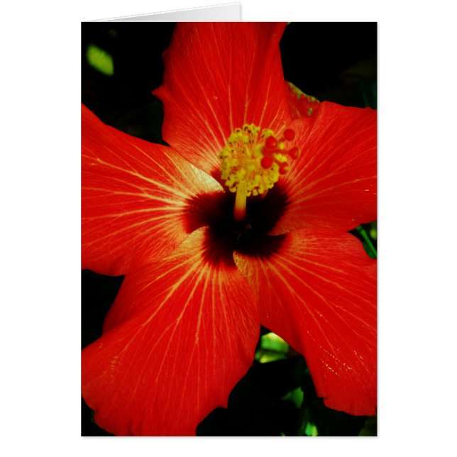 Helle Rot-Orange-Hibiskus-Blume (Vorne)