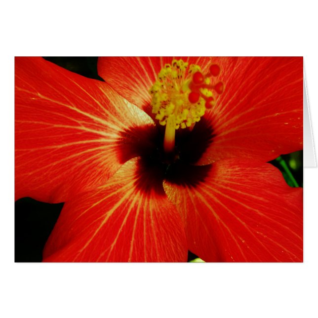 Helle Rot-Orange-Hibiskus-Blume (Vorderseite (Horizontal))