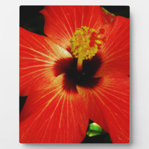 Helle Rot-Orange-Hibiskus-Blume Fotoplatte