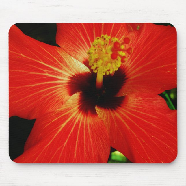 Helle Rot-Orange-Hibiskus-Blume Mousepad (Vorne)