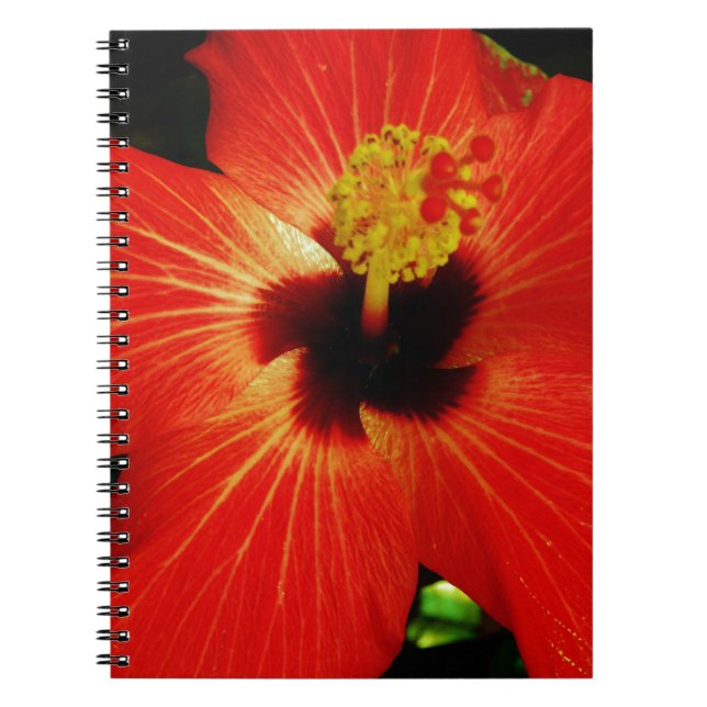 Helle Rot-Orange-Hibiskus-Blume Notizblock (Vorderseite)