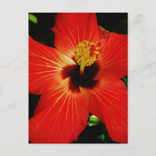 Helle Rot-Orange-Hibiskus-Blume Postkarte (Vorderseite)
