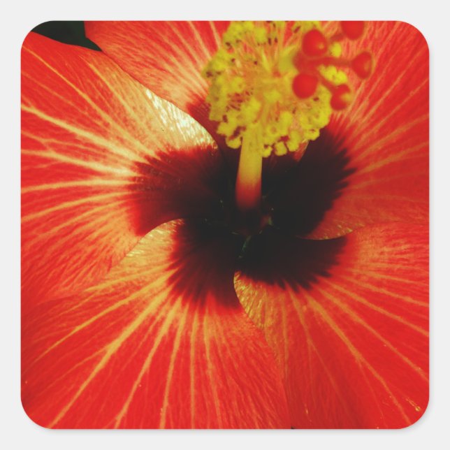 Helle Rot-Orange-Hibiskus-Blume Quadratischer Aufkleber (Vorderseite)