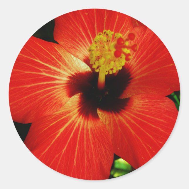 Helle Rot-Orange-Hibiskus-Blume Runder Aufkleber (Vorderseite)