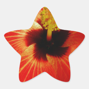 Helle Rot-Orange-Hibiskus-Blume Stern-Aufkleber