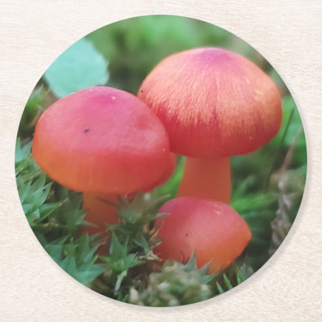 Helle Rot-Pilze im Waldboden Runder Pappuntersetzer (Vorderseite)