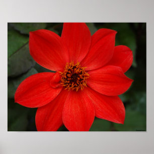Helle rote Blume Poster