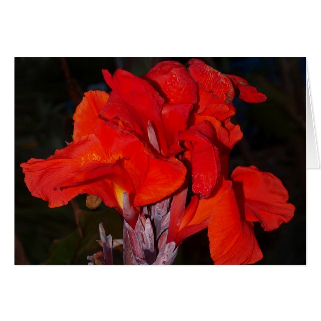 Helle rote canna Lilienkarte (Vorderseite (Horizontal))
