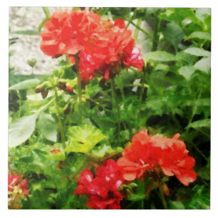 Helle rote Pelargonien Fliese