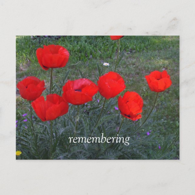 Helle Rote Popper Postkarte (Vorderseite)