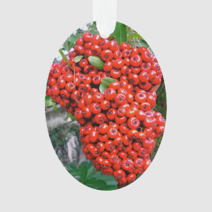 Helle Rote Pyracantha Berge Ornament