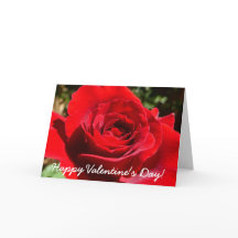 Helle Rote Rose Blume Schöne Blumenpracht