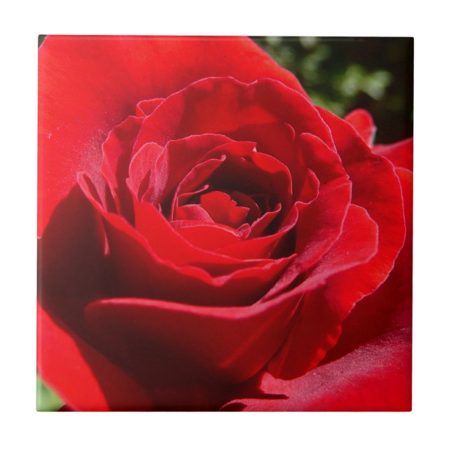 Helle Rote Rose Blume Schöne Blumenpracht Fliese (Vorderseite)