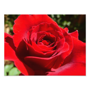Helle Rote Rose Blume Schöne Blumenpracht Fotodruck