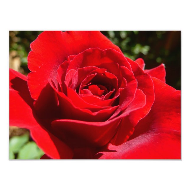 Helle Rote Rose Blume Schöne Blumenpracht Fotodruck (Vorne)