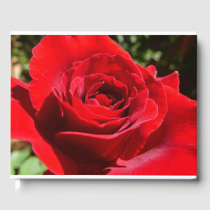 Helle Rote Rose Blume Schöne Blumenpracht Gästebuch