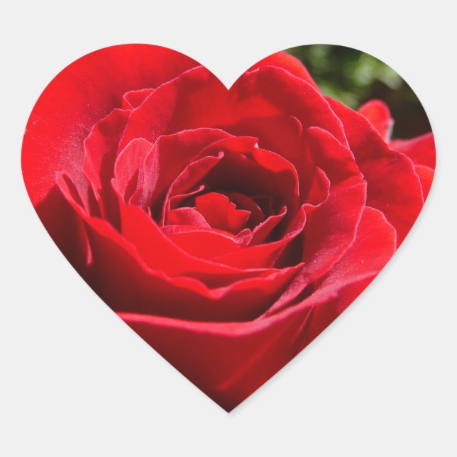 Helle Rote Rose Blume Schöne Blumenpracht Herz-Aufkleber (Vorderseite)