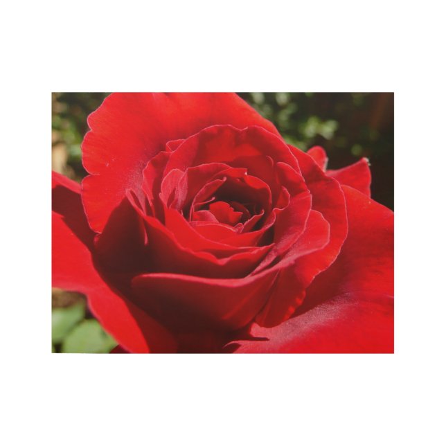 Helle Rote Rose Blume Schöne Blumenpracht Holzposter (Vorderseite)