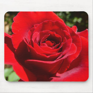 Helle Rote Rose Blume Schöne Blumenpracht Mousepad