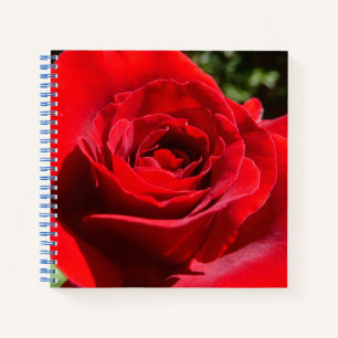 Helle Rote Rose Blume Schöne Blumenpracht Notizbuch