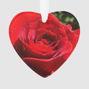 Helle Rote Rose Blume Schöne Blumenpracht Ornament