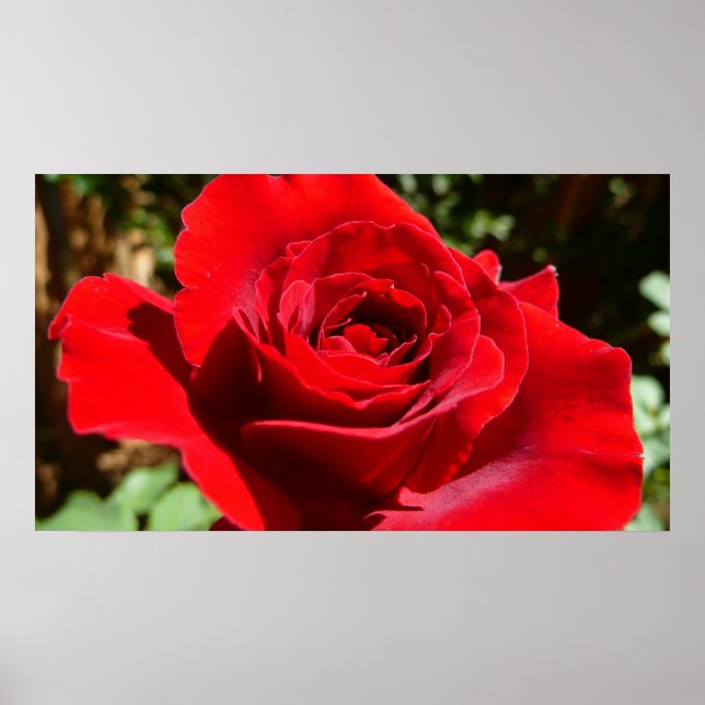 Helle Rote Rose Blume Schöne Blumenpracht Poster (Vorne)