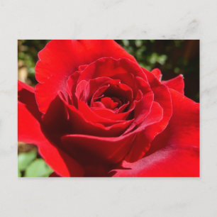 Helle Rote Rose Blume Schöne Blumenpracht Postkarte