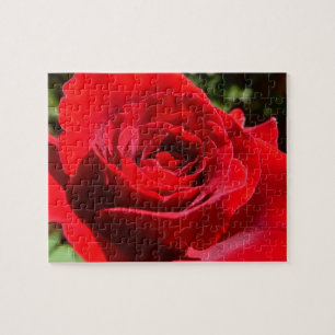 Helle Rote Rose Blume Schöne Blumenpracht Puzzle
