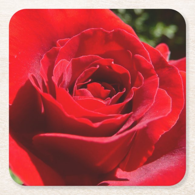 Helle Rote Rose Blume Schöne Blumenpracht Rechteckiger Pappuntersetzer (Vorderseite)