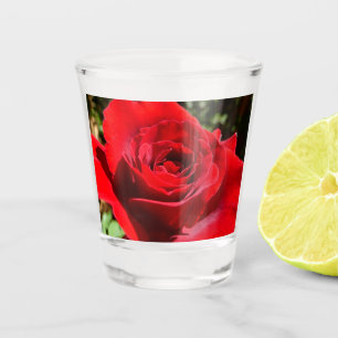 Helle Rote Rose Blume Schöne Blumenpracht Schnapsglas