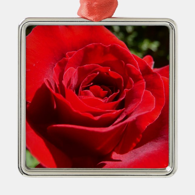 Helle Rote Rose Blume Schöne Blumenpracht Silbernes Ornament (Vorne)