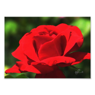 Helle Rote Rose Fotodruck
