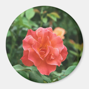 Helle Rote Rose... Magnet