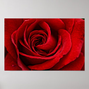 Helle Rote Rose Nah Poster