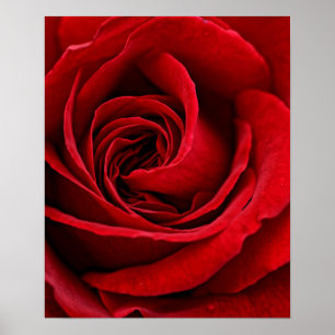 Helle Rote Rose Nah Poster