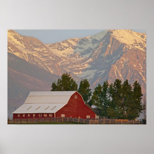 Helle rote Scheune vor den Mission Mountains in Poster