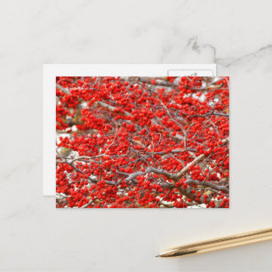 Helle rote Winterbeeren Stechpalmenbaum Beeren Postkarte