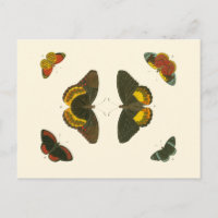 Helle Schmetterlinge durch Pieter Cramer