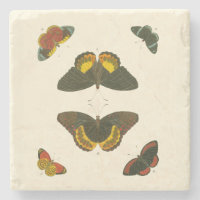 Helle Schmetterlinge von Pieter Cramer