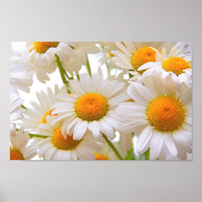 Helle Sommergänseblümchen Poster (Vorne)