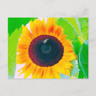 Helle Sommersonnenblume und Bienenpostkarte Postkarte