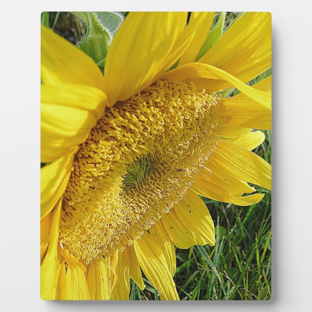 Helle Sonnenblume Fotoplatte (Vorderseite)