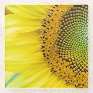 Helle Sonnenblume Glasuntersetzer