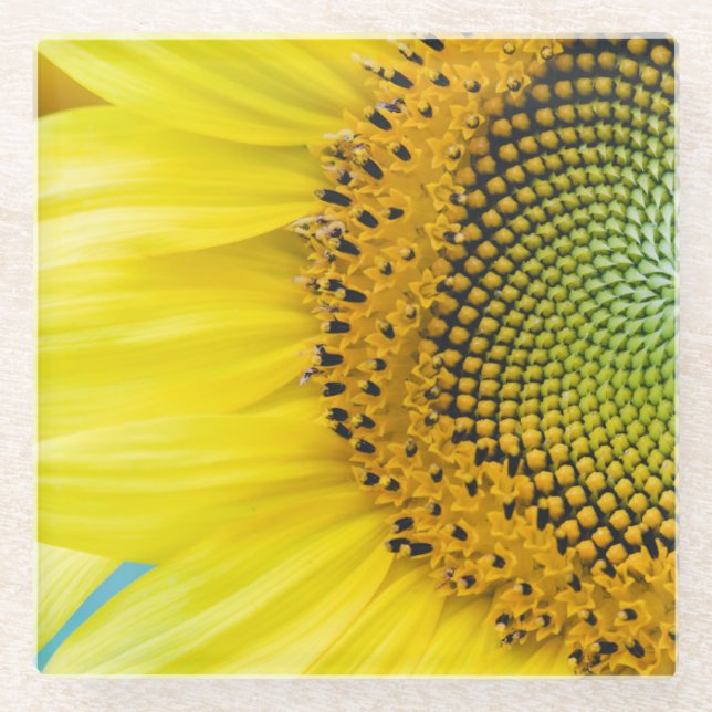Helle Sonnenblume Glasuntersetzer (Vorderseite)