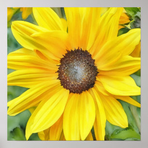 Helle Sonnenblumen Nah Wasserfarben Art Poster