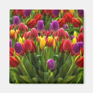 Helle Tulips Magnet