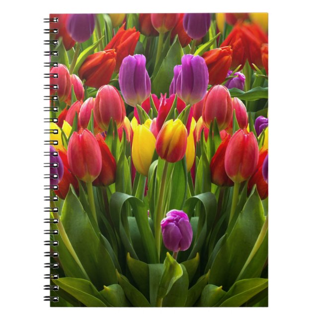 Helle Tulips Notizblock (Vorderseite)