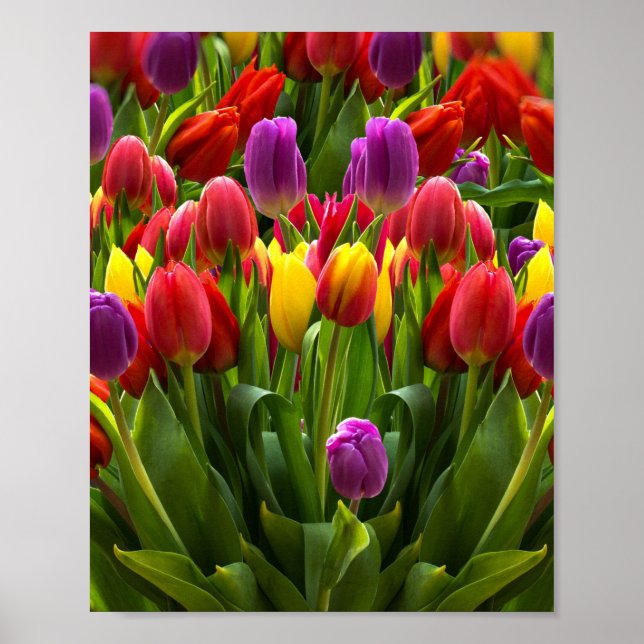 Helle Tulips Poster (Vorne)