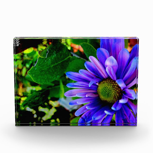 Helle violette Blume Fotoblock (Vorderseite)